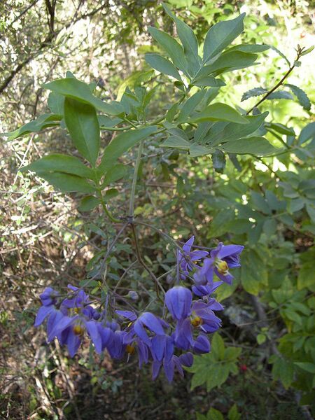 File:576px-Solanum seaforthianum.jpg