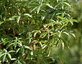 Each leaf comprises five leaflets.