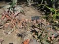 Aloe x commutata