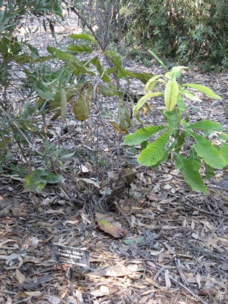 File:Banksia robur-swamp banksia-IMG 0698 hunt07.jpg