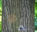 Detail of mature bark