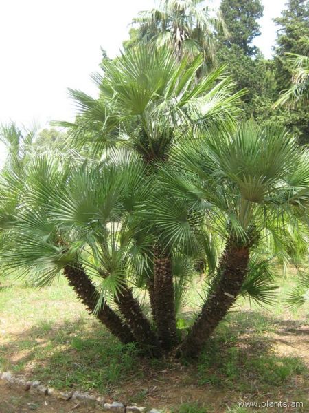 File:Chamaerops humilis-var. dactylocarpa-IMG 3020 lokrun.jpg