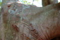 Bark