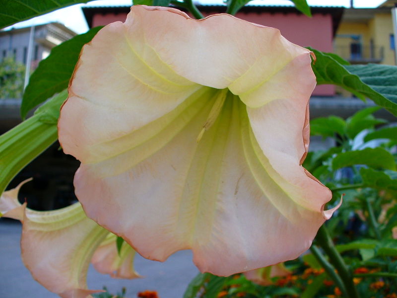 File:Fiore, Brugmansia-7140.jpg