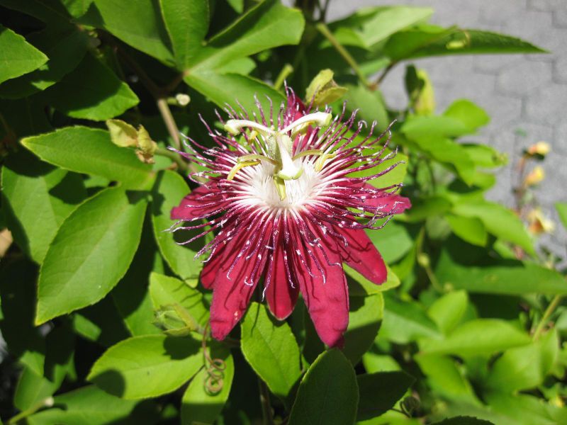File:IMG 0435 nybg09.jpg