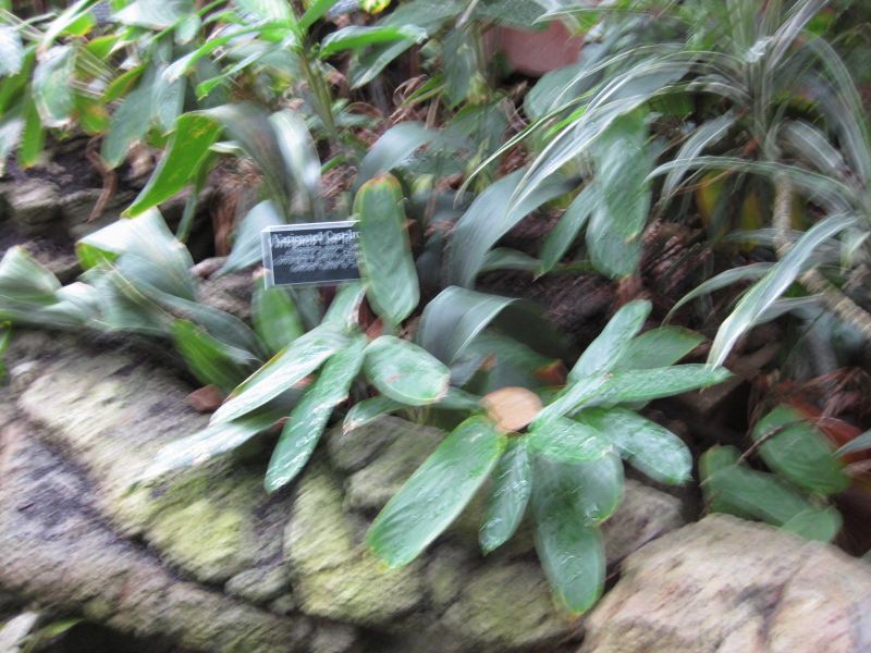File:IMG 1075 bbg09.jpg