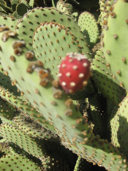 File:IMG 2281 hunt0903.jpg