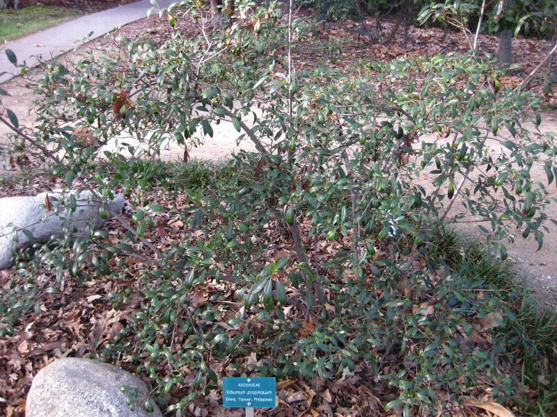 File:IMG 2561 ucla09.jpg