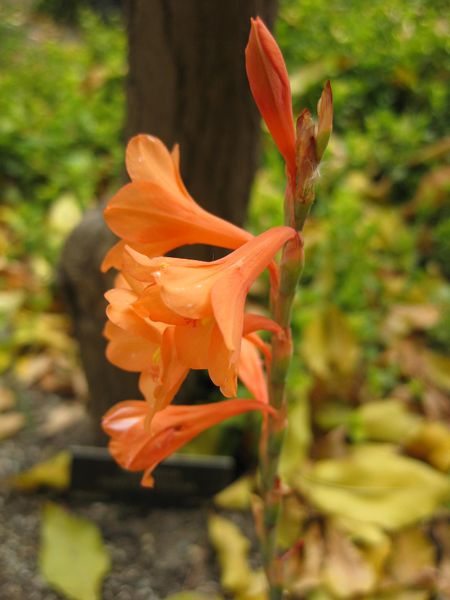 File:IMG 5157 hunt0904.jpg