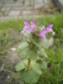 Thumbnail for version as of 10:49, 14 April 2007