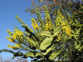 Mahonia × media (Cultivar)