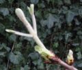 Aesculus hippocastanum bud opening in spring