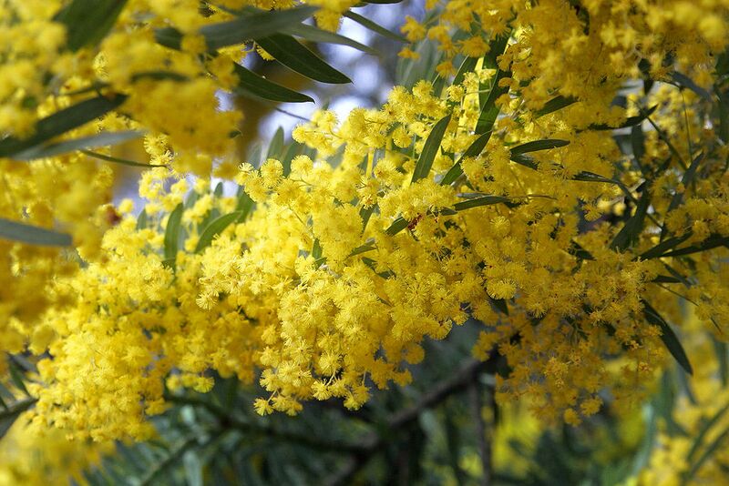 File:1024px-Acacia covenyi02.jpg