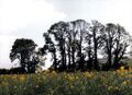 Thumbnail for version as of 09:32, 29 April 2025