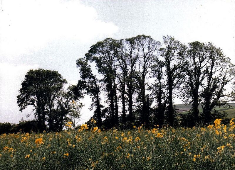 File:1024px-English elm in east sussex.jpg