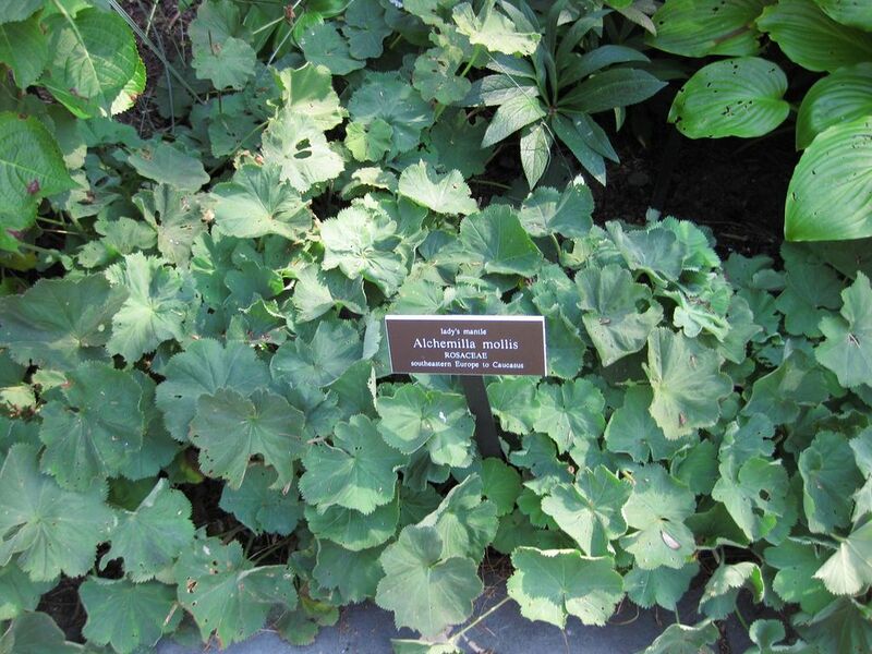 File:1024px-IMG 0177 nybg09.jpg