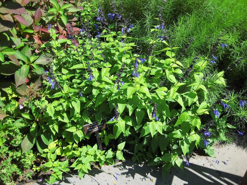 File:1280px-IMG 0032 nybg09.jpg