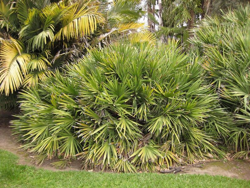 File:1280px-IMG 3937 hunt0904.jpg