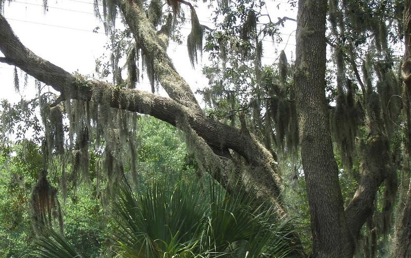 File:1280px-Spanish moss sc.jpg