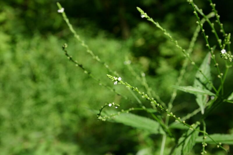 File:1280px-Verbena urticifolia 001.JPG