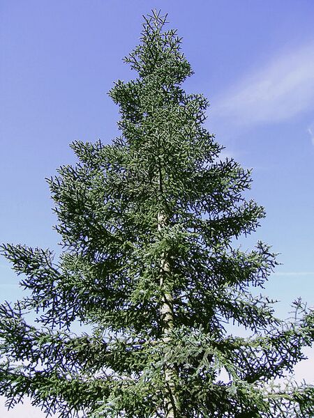 File:576px-2007-04-07Abies procera glauca01.jpg