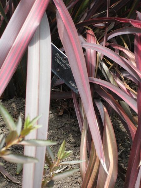 File:576px-IMG 4479 hunt0904.jpg