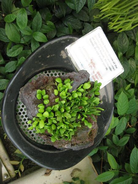 File:576px-IMG 7540 hunt09jun.jpg