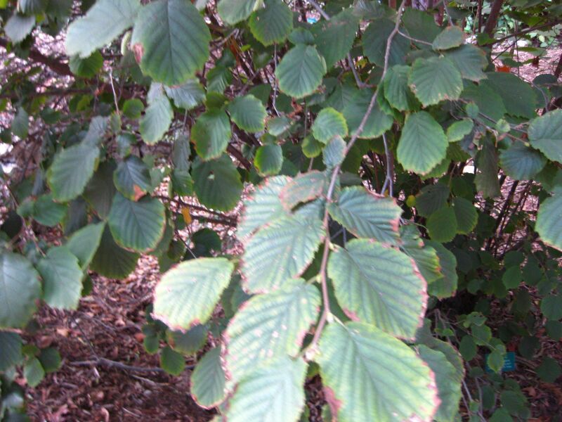 File:5s4h2ee1xvk1y0mn5uclrdm54jf5bzt.jpg