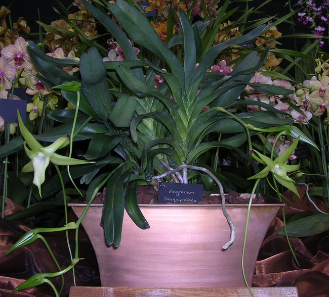 File:Angraecum sesquipedale - Diogo Correia.jpg