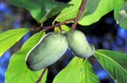 Common Pawpaw in fruit
