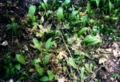 Young ramsons leaves in early spring