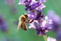 Bee on lavender