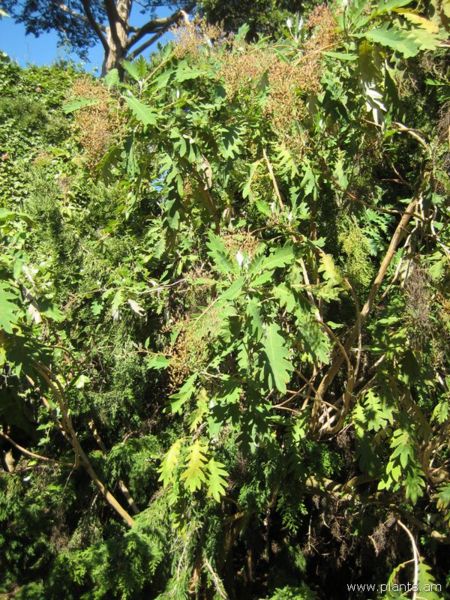 File:Bocconia arborea-arbol de judas-IMG 7742 sfbg0308.jpg