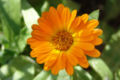 Flowerhead Inflorescence which us usually made up of 2 types of tiny florets (sometimes disk florets only.