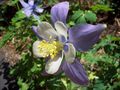 A. caerulea