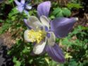 Rocky Mountain Columbine