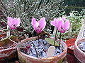 Thumbnail for version as of 09:01, 29 April 2025
