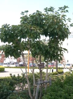 Dendropanax trifidus