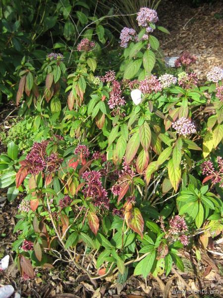 File:Dichroa febrifuga-blue evergreen hydrangea-IMG 7223 sfbg0308.jpg