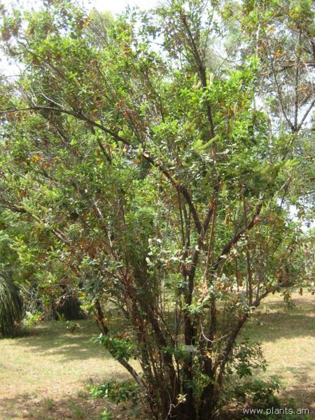 File:Escallonia pulverulenta-IMG 3060 lokrun.jpg