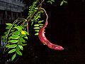 Thumbnail for version as of 09:01, 29 April 2025
