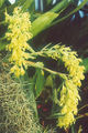 Thumbnail for version as of 11:35, 2 May 2007