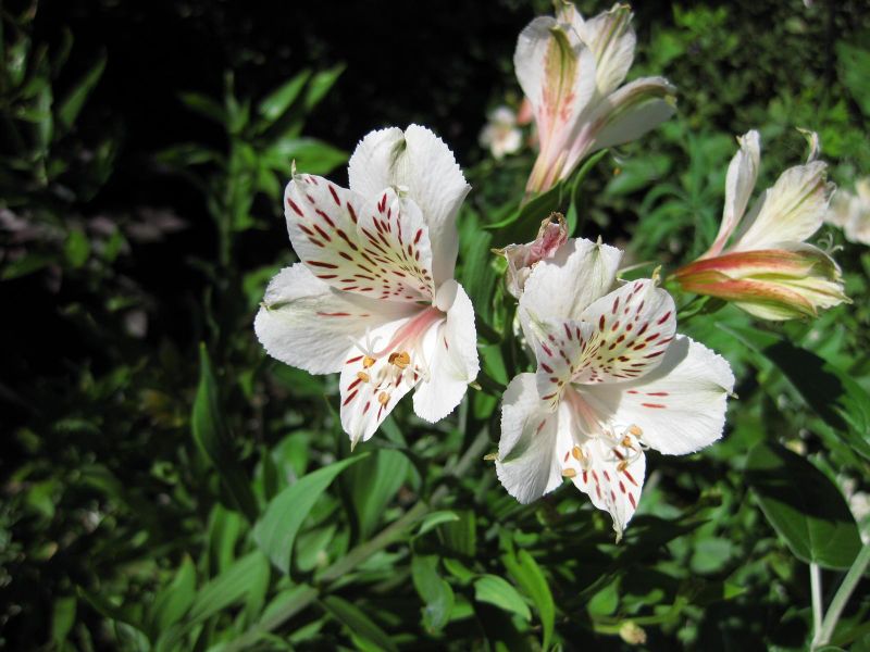 File:IMG 0278 nybg09.jpg