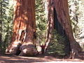Thumbnail for version as of 06:24, 22 November 2007