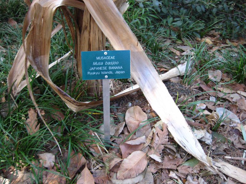 File:IMG 2494 ucla09.jpg