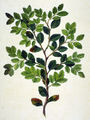 Thumbnail for version as of 04:47, 11 October 2007