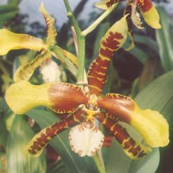 Odontoglossum (Rosioglossum) Rawdon Jester (a hybrid)
