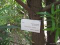 podocarpus elatus