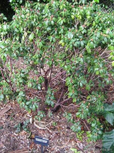 File:Rhododendron-sabrina adler-IMG 7207 sfbg0308.jpg
