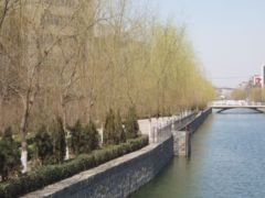 Peking Willows